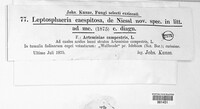Image of Leptosphaeria caespitosa